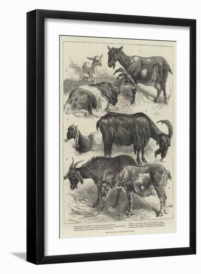 The Goat Show at the Crystal Palace-Harrison William Weir-Framed Giclee Print