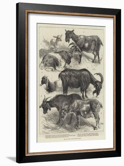 The Goat Show at the Crystal Palace-Harrison William Weir-Framed Giclee Print