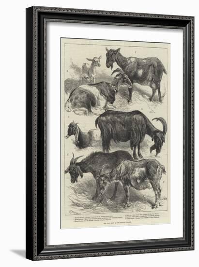 The Goat Show at the Crystal Palace-Harrison William Weir-Framed Giclee Print