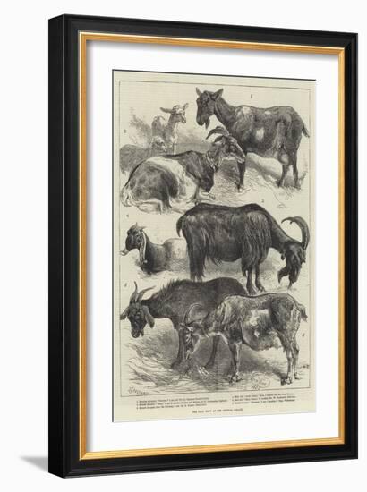 The Goat Show at the Crystal Palace-Harrison William Weir-Framed Giclee Print