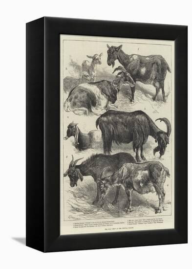 The Goat Show at the Crystal Palace-Harrison William Weir-Framed Premier Image Canvas