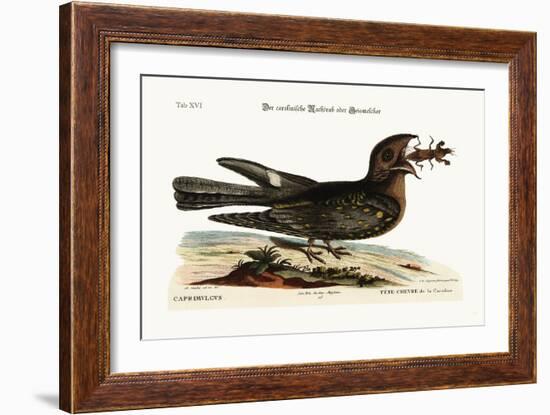 The Goat-Sucker of Carolina, 1749-73-Mark Catesby-Framed Giclee Print