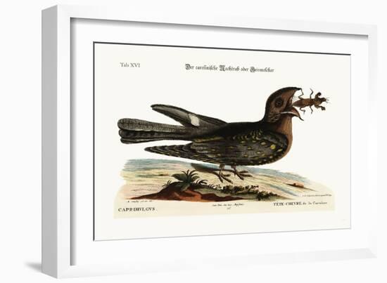 The Goat-Sucker of Carolina, 1749-73-Mark Catesby-Framed Giclee Print