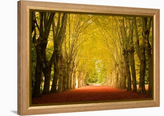 The Golden Arch-Philippe Sainte-Laudy-Framed Premier Image Canvas