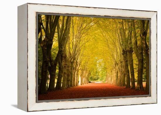 The Golden Arch-Philippe Sainte-Laudy-Framed Premier Image Canvas