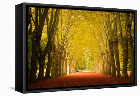 The Golden Arch-Philippe Sainte-Laudy-Framed Premier Image Canvas