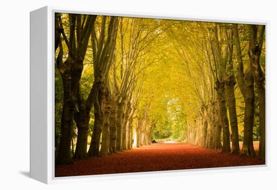 The Golden Arch-Philippe Sainte-Laudy-Framed Premier Image Canvas