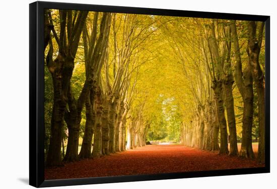 The Golden Arch-Philippe Sainte-Laudy-Framed Premier Image Canvas