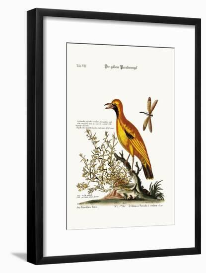 The Golden Bird of Paradise, 1749-73-George Edwards-Framed Giclee Print