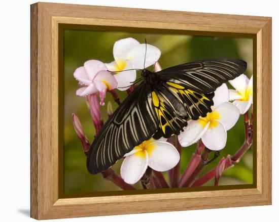 The Golden Birdwing, Khon Kaen, Thailand-Gavriel Jecan-Framed Premier Image Canvas