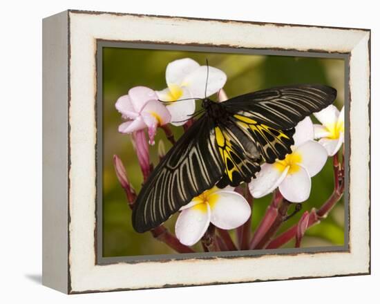 The Golden Birdwing, Khon Kaen, Thailand-Gavriel Jecan-Framed Premier Image Canvas