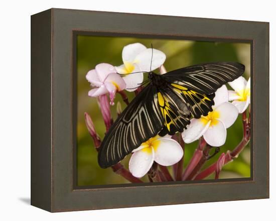 The Golden Birdwing, Khon Kaen, Thailand-Gavriel Jecan-Framed Premier Image Canvas