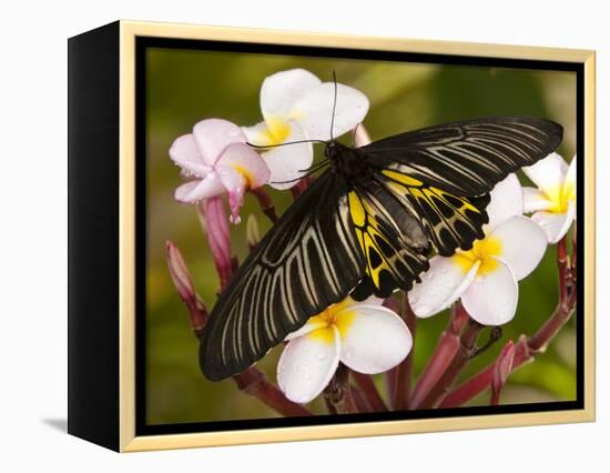 The Golden Birdwing, Khon Kaen, Thailand-Gavriel Jecan-Framed Premier Image Canvas