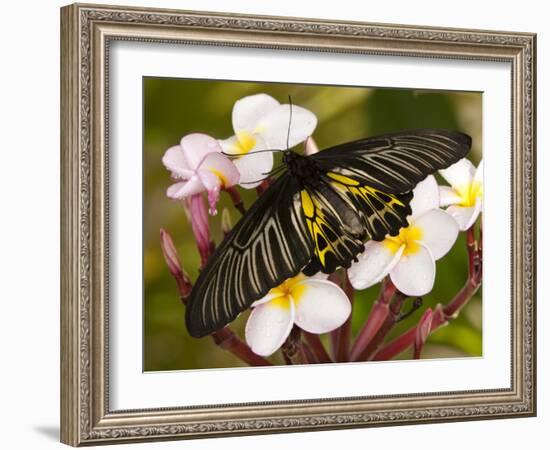 The Golden Birdwing, Khon Kaen, Thailand-Gavriel Jecan-Framed Photographic Print