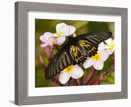 The Golden Birdwing, Khon Kaen, Thailand-Gavriel Jecan-Framed Photographic Print