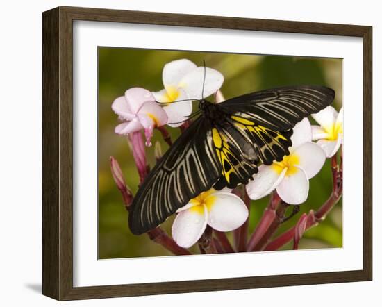 The Golden Birdwing, Khon Kaen, Thailand-Gavriel Jecan-Framed Photographic Print