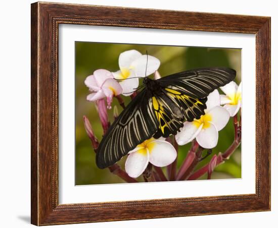 The Golden Birdwing, Khon Kaen, Thailand-Gavriel Jecan-Framed Photographic Print