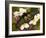 The Golden Birdwing, Khon Kaen, Thailand-Gavriel Jecan-Framed Photographic Print