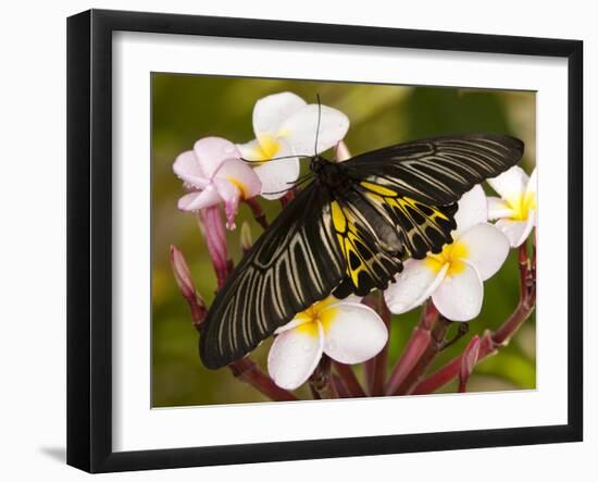 The Golden Birdwing, Khon Kaen, Thailand-Gavriel Jecan-Framed Photographic Print