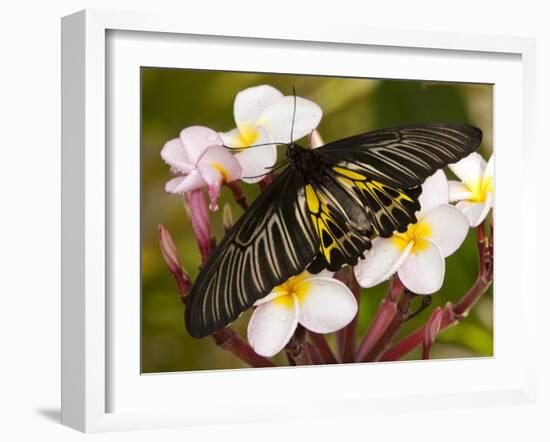 The Golden Birdwing, Khon Kaen, Thailand-Gavriel Jecan-Framed Photographic Print