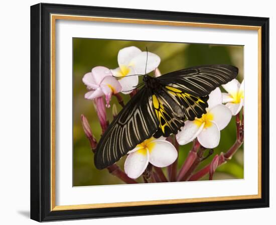 The Golden Birdwing, Khon Kaen, Thailand-Gavriel Jecan-Framed Photographic Print