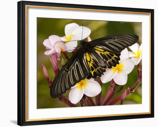 The Golden Birdwing, Khon Kaen, Thailand-Gavriel Jecan-Framed Photographic Print