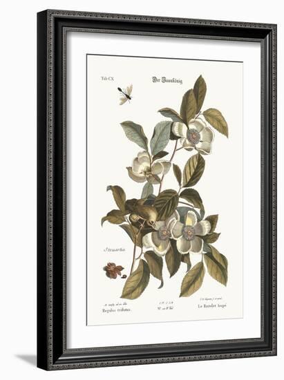 The Golden-Crested Wren, 1749-73-Mark Catesby-Framed Giclee Print