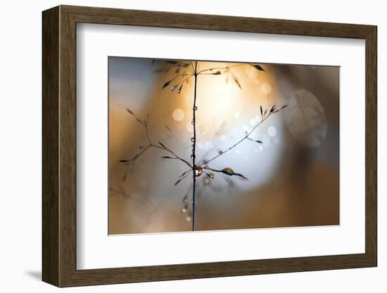 The golden hour-Heidi Westum-Framed Photographic Print