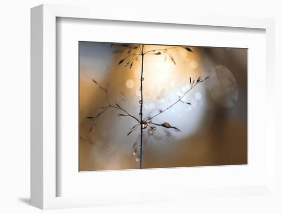 The golden hour-Heidi Westum-Framed Photographic Print