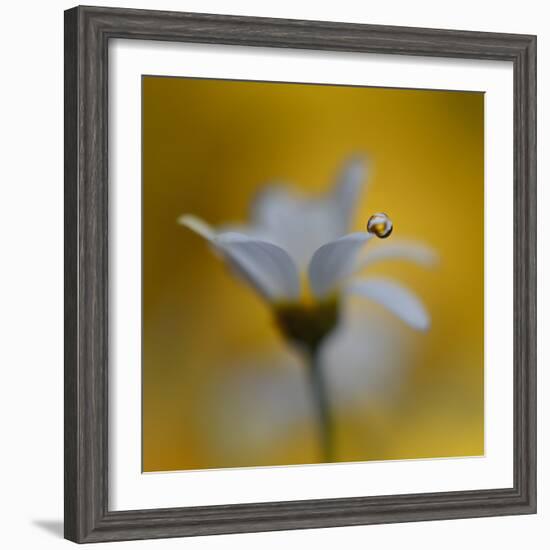 The Golden One-Heidi Westum-Framed Photographic Print