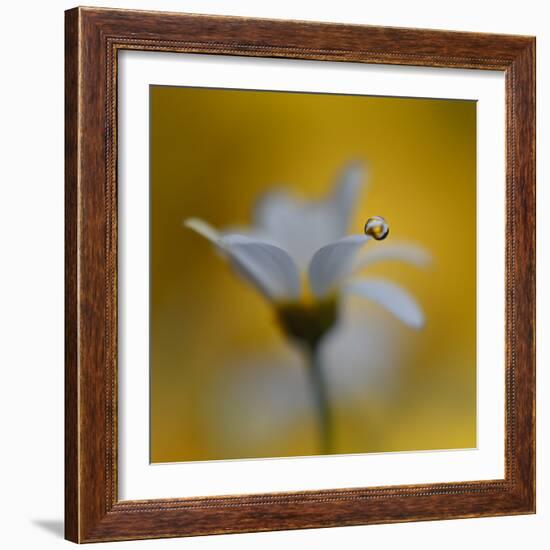 The Golden One-Heidi Westum-Framed Photographic Print