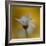 The Golden One-Heidi Westum-Framed Photographic Print