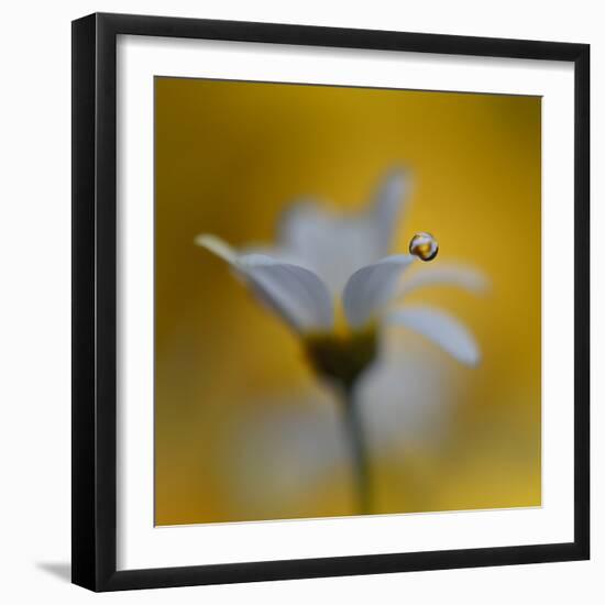 The Golden One-Heidi Westum-Framed Photographic Print