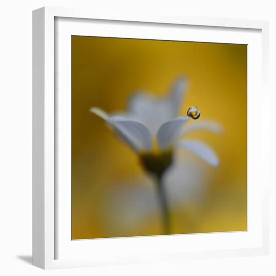 The Golden One-Heidi Westum-Framed Photographic Print