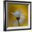 The Golden One-Heidi Westum-Framed Photographic Print