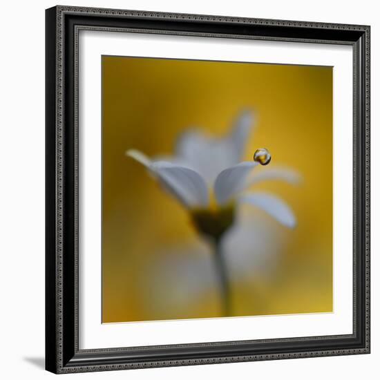 The Golden One-Heidi Westum-Framed Photographic Print