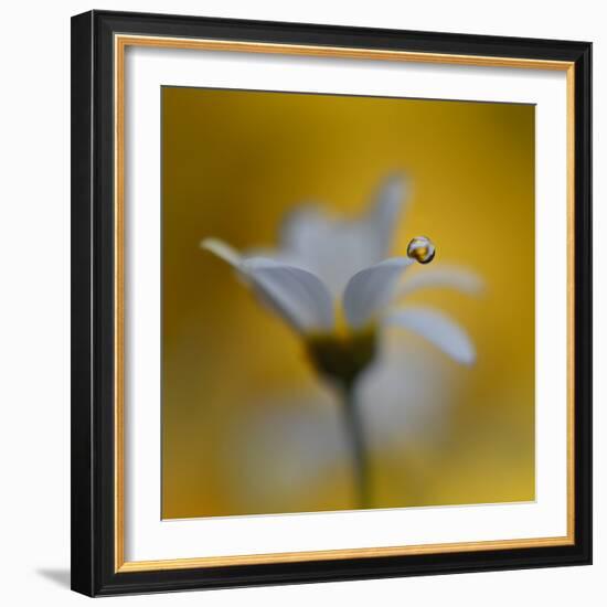 The Golden One-Heidi Westum-Framed Photographic Print