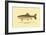 The Golden Trout of Soda Creek-H.h. Leonard-Framed Art Print