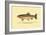 The Golden Trout of Volcano Creek-H.h. Leonard-Framed Art Print