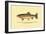 The Golden Trout of Volcano Creek-H.h. Leonard-Framed Art Print