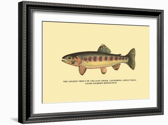 The Golden Trout of Volcano Creek-H.h. Leonard-Framed Art Print