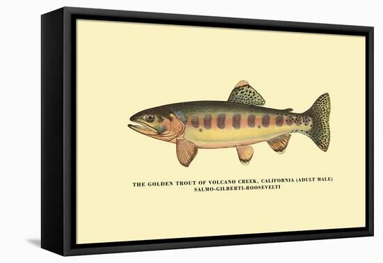 The Golden Trout of Volcano Creek-H.h. Leonard-Framed Stretched Canvas