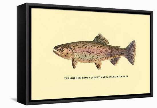 The Golden Trout-H.h. Leonard-Framed Stretched Canvas