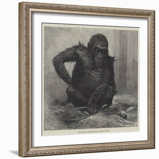 The Gorilla at the Zoological Society's Gardens-Charles Whymper-Framed Giclee Print