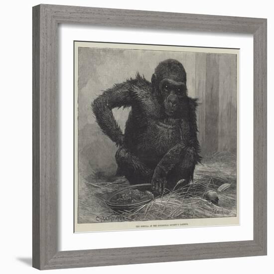 The Gorilla at the Zoological Society's Gardens-Charles Whymper-Framed Giclee Print