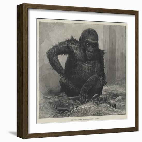 The Gorilla at the Zoological Society's Gardens-Charles Whymper-Framed Giclee Print