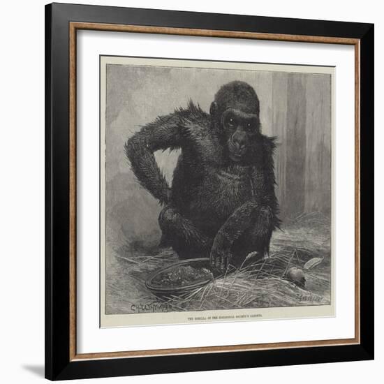 The Gorilla at the Zoological Society's Gardens-Charles Whymper-Framed Giclee Print