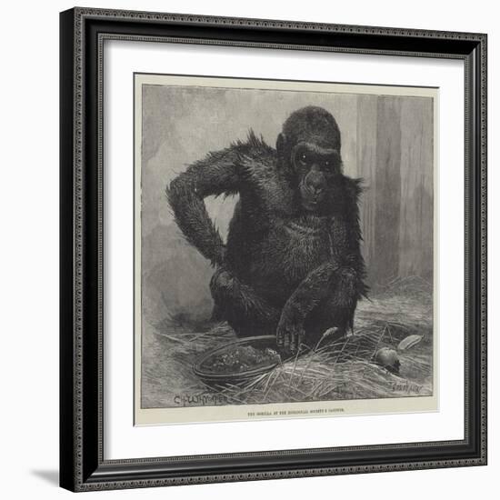 The Gorilla at the Zoological Society's Gardens-Charles Whymper-Framed Giclee Print