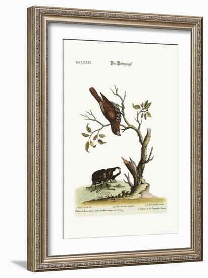 The Gowry Bird, 1749-73-George Edwards-Framed Giclee Print