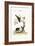 The Gowry Bird, 1749-73-George Edwards-Framed Giclee Print